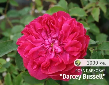Darcey Bussell.jpg